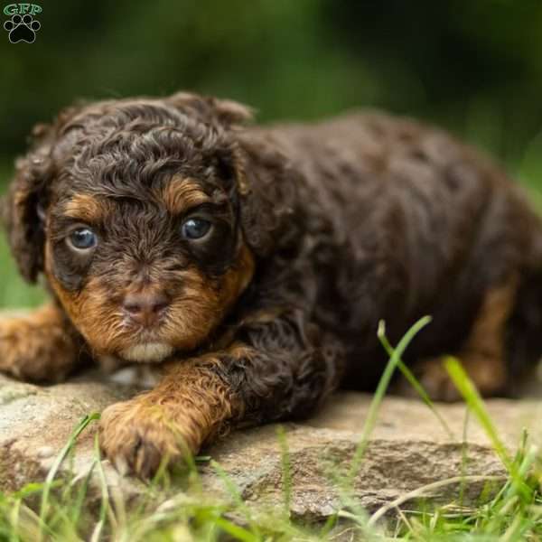 Fawn, Cavapoo Puppy